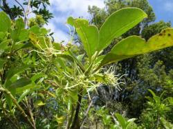 Image: D. Glenny © Landcare Research 2014 